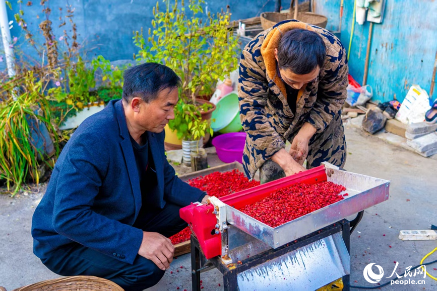 果实加工。人民网 程明辉摄