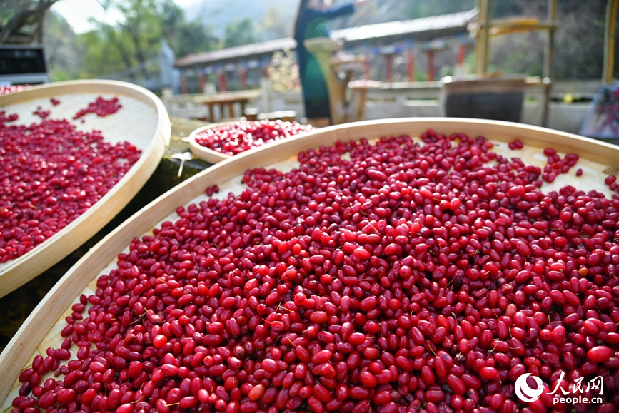 晾晒果实。人民网 程明辉摄