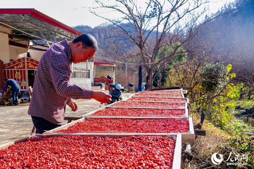 晾晒果实。人民网 程明辉摄