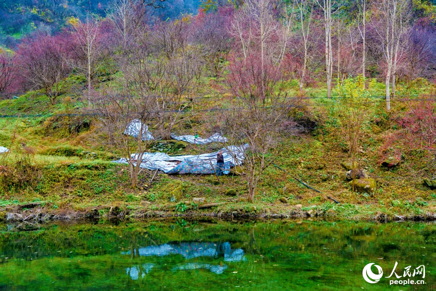 山茱萸尽染丹红。人民网 程明辉摄