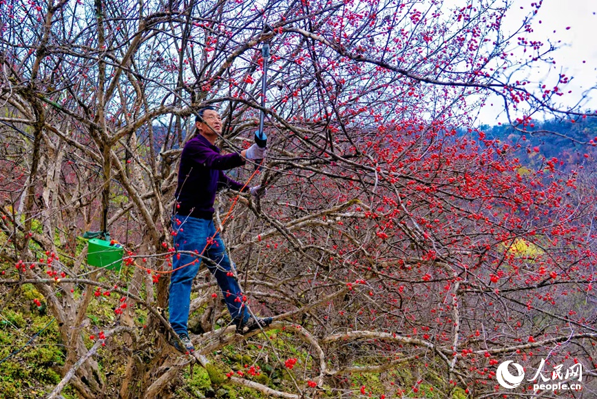 药农采摘山茱萸果。人民网 程明辉摄