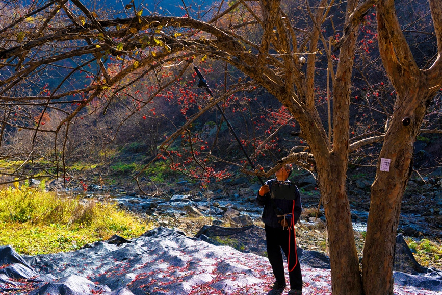 采摘山茱萸果。李想摄