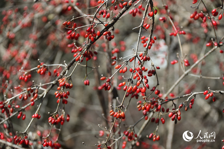 成熟的山茱萸。人民网记者 霍亚平摄