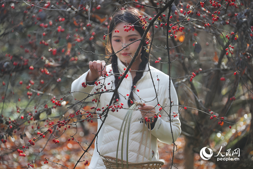 山茱萸丰收，吸引不少游客前来体验采摘。人民网记者 霍亚平摄