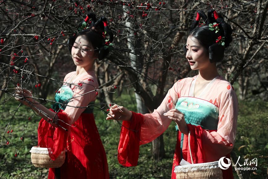 山茱萸丰收，吸引不少游客前来体验采摘。人民网记者 霍亚平摄