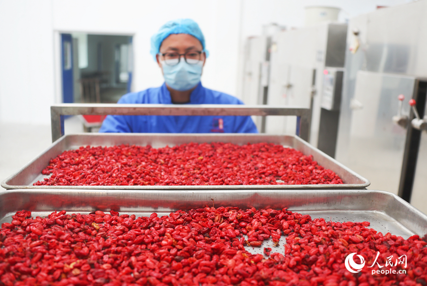 生产车间里，工人正在加工山茱萸。人民网记者 霍亚平摄