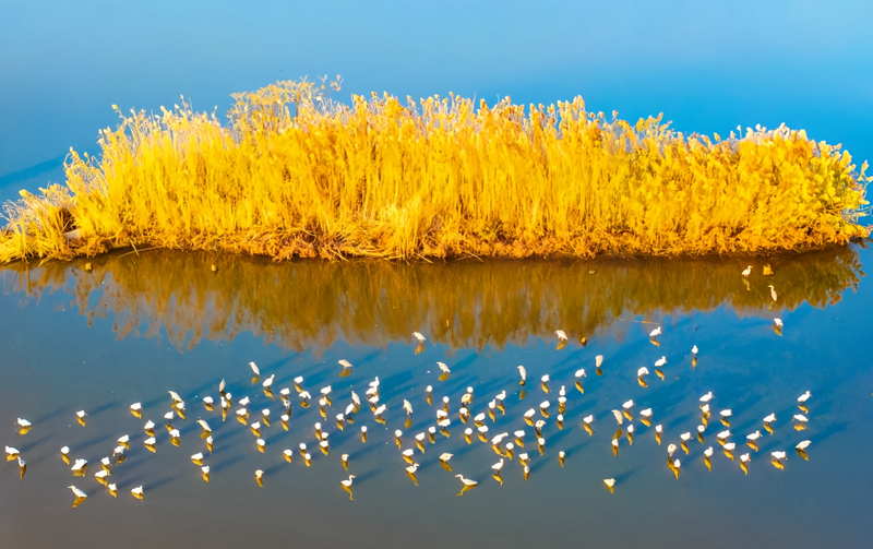 冬林不寂 色彩未眠