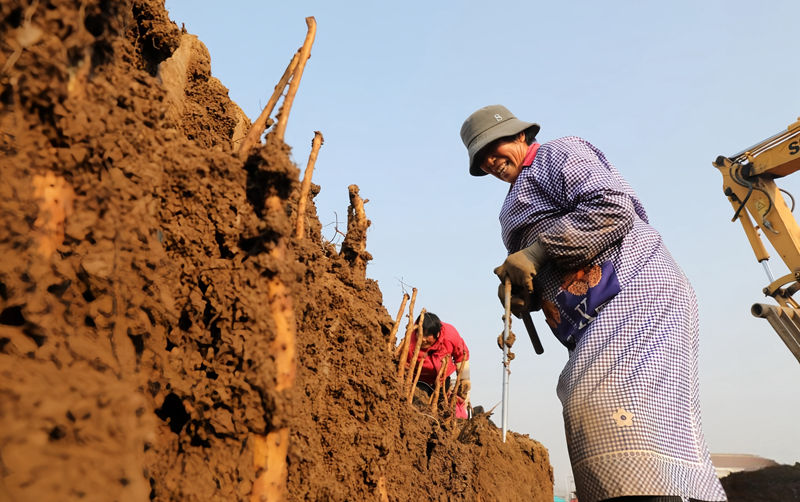 河南温县：铁棍山药产业助农增收 