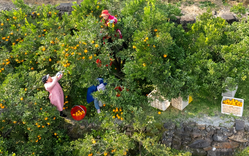 清江椪柑采销忙