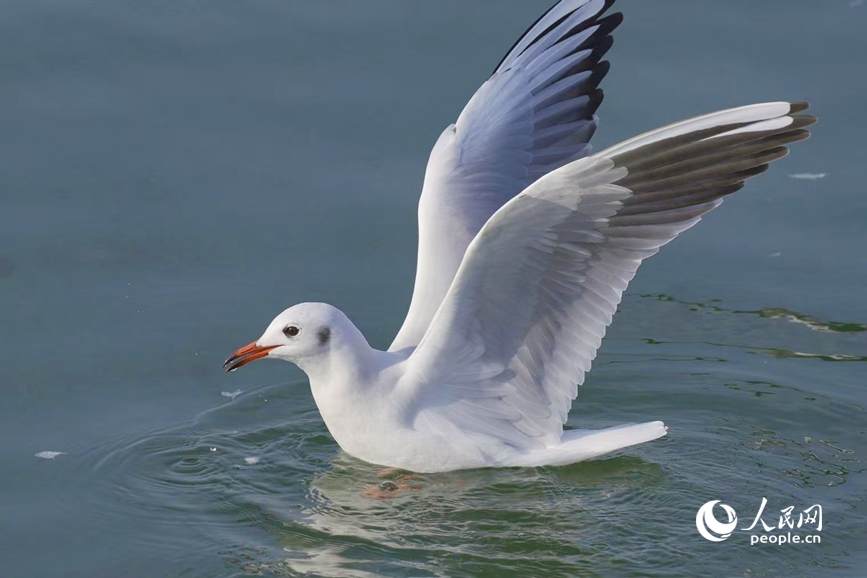 红嘴鸥在水面轻舞。人民网 程明辉摄