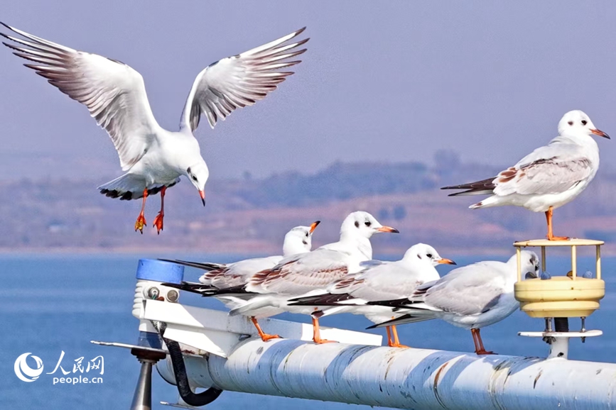 临水设施成了红嘴鸥的冬日歇脚台。人民网 程明辉摄