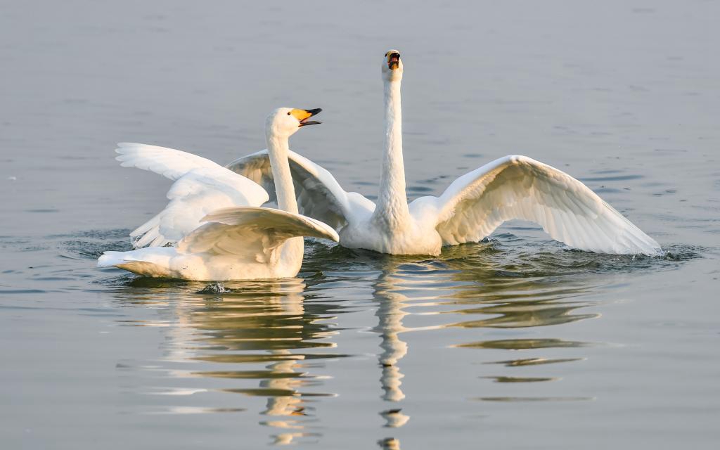 已超5000只！黄河湿地变身西伯利亚越冬大天鹅栖息地