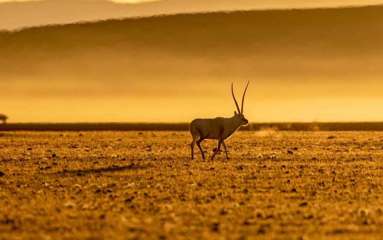 寥廓羌塘 生灵福地