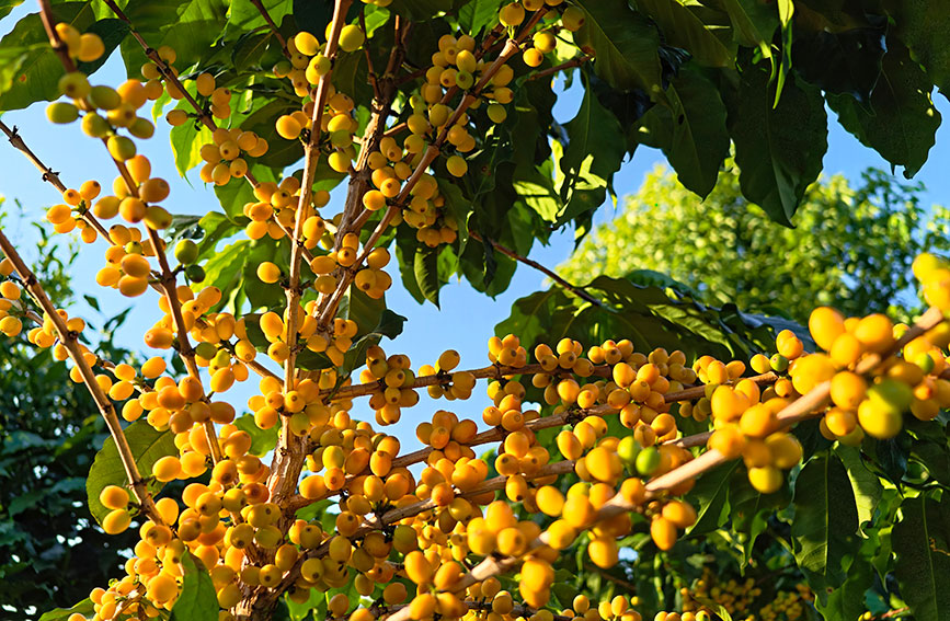 云南双江：红果金果满山坡 咖农笑语迎丰收