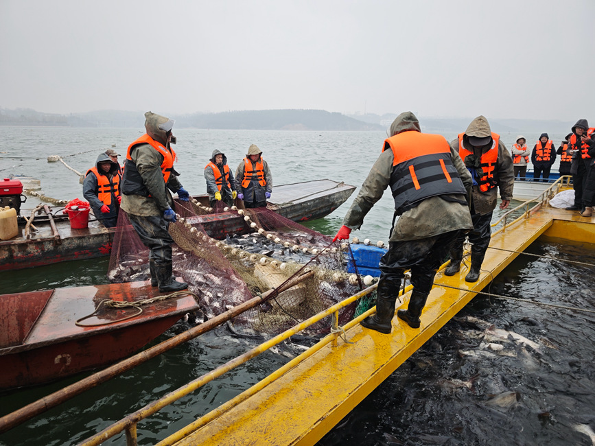 捕捞队员赶鱼进船。吉小平摄