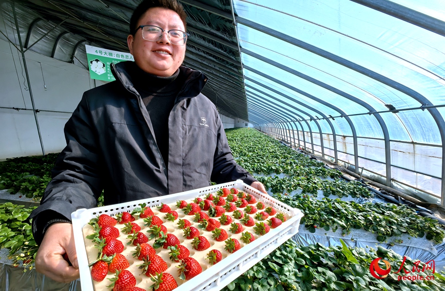 郭松凉的智能大棚里，草莓喜获丰收。人民网记者 尚明桢摄