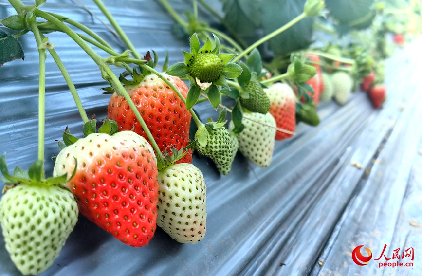 智能大棚里硕果满枝，特色草莓果香四溢。人民网记者 王佩摄