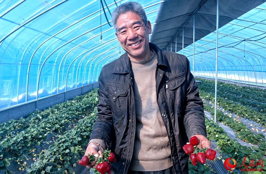 权国强采摘“黑草莓”。人民网记者 宋芳鑫摄