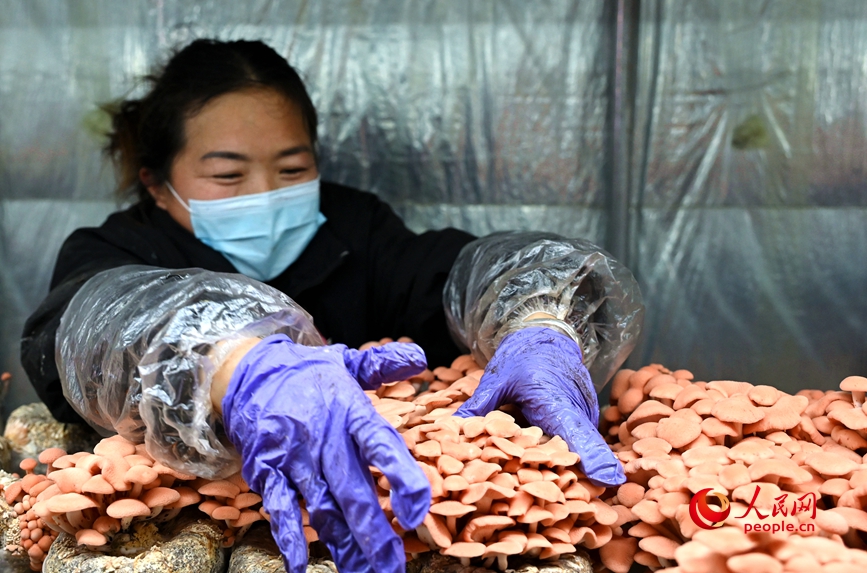采收果味菇。人民网记者 王玉兴摄