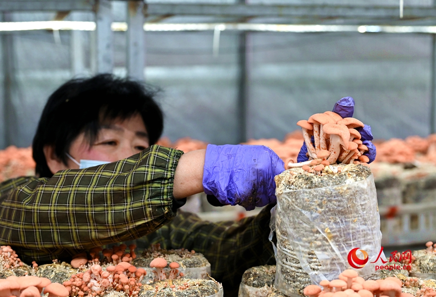 采收果味菇。人民网记者 王玉兴摄