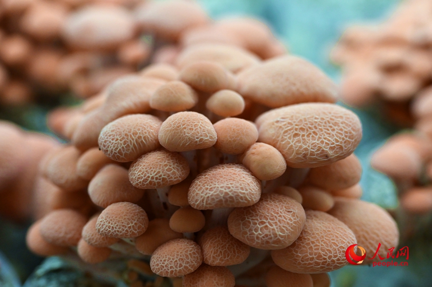 果味菇。人民网记者 王玉兴摄 