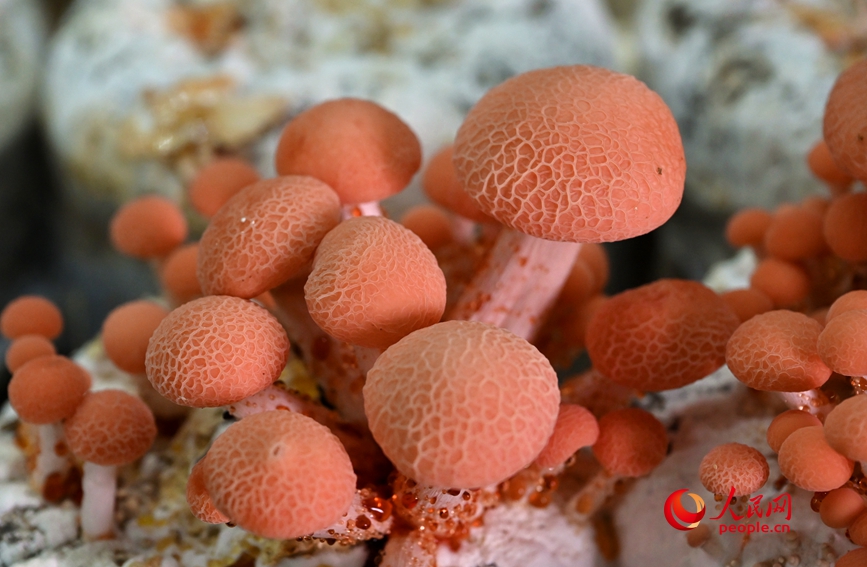 果味菇。人民网记者 王玉兴摄 