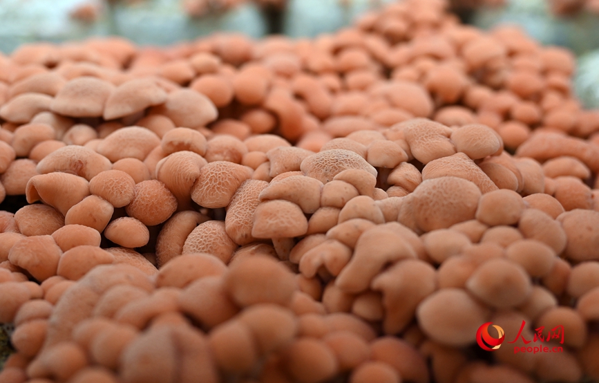 果味菇。人民网记者 王玉兴摄 