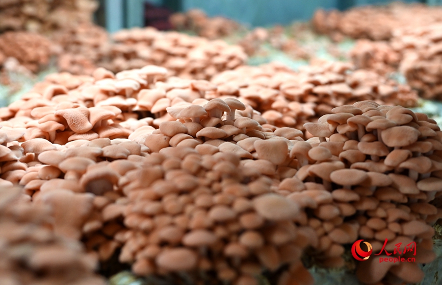 果味菇。人民网记者 王玉兴摄