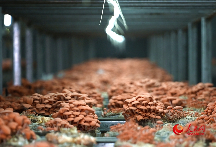 果味菇种植。人民网记者 王玉兴摄