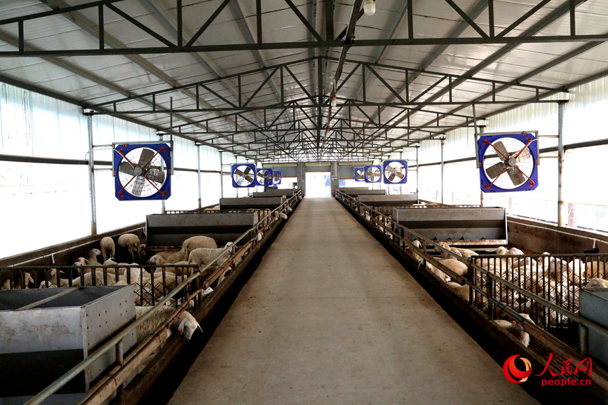 干净整洁的羊舍。人民网记者 于思远摄