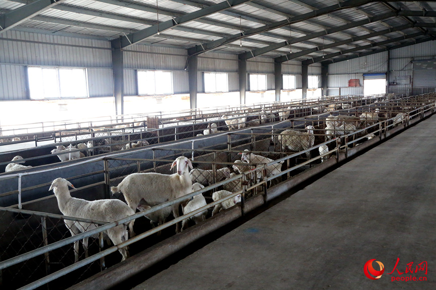 养殖场的羊儿“生龙活虎”。人民网记者 于思远摄