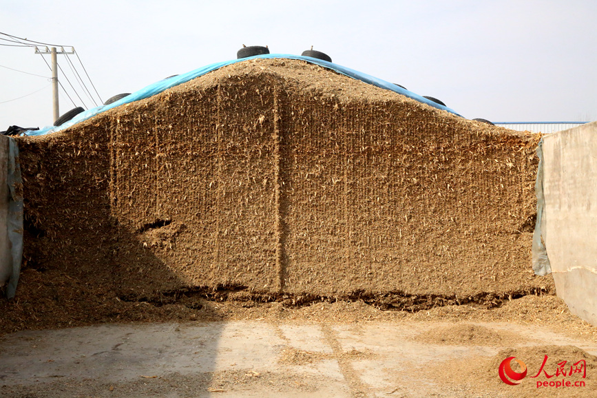 已经打好的秸秆垒放的整整齐齐。人民网记者 于思远摄