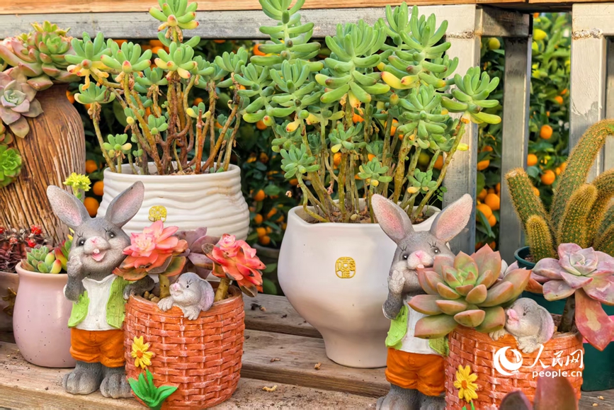 货架上摆放的多肉盆栽。人民网 程明辉摄