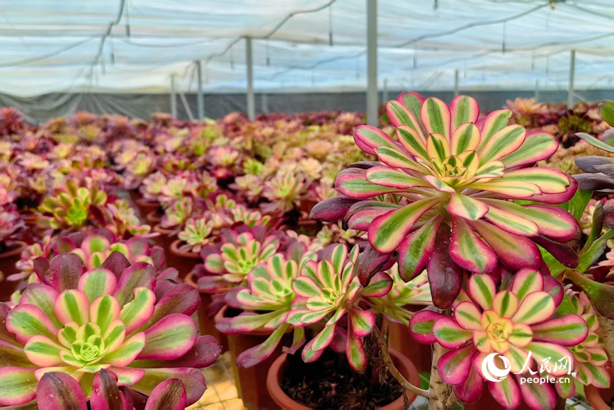 色彩斑斓的 “多肉花海”。人民网 程明辉摄
