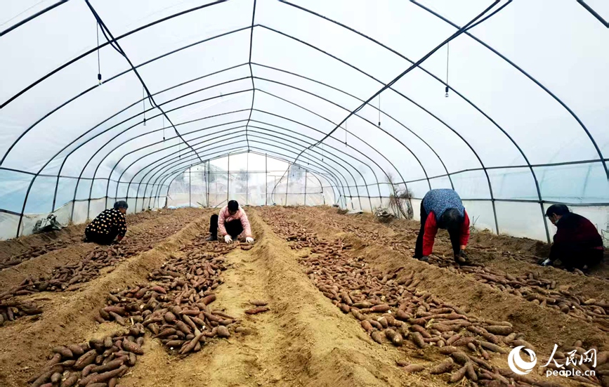 工人下种红薯育苗。人民网 黄莎摄