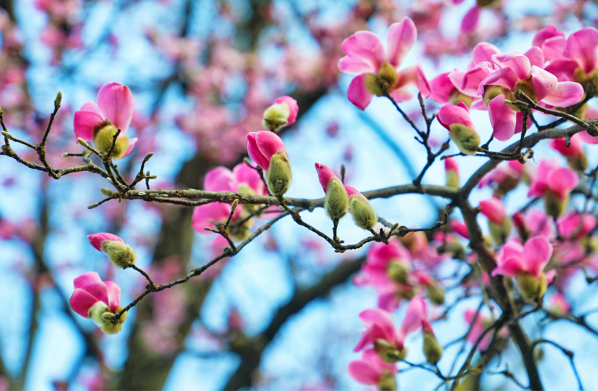 河南鲁山：辛夷花开报春来