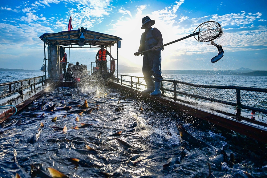 陆浑开渔活动现场。王博摄