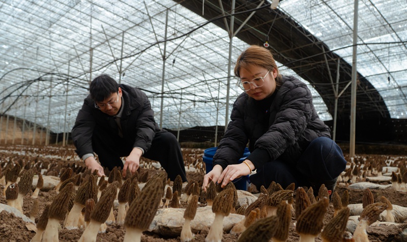 头茬羊肚菌抢“鲜”上市