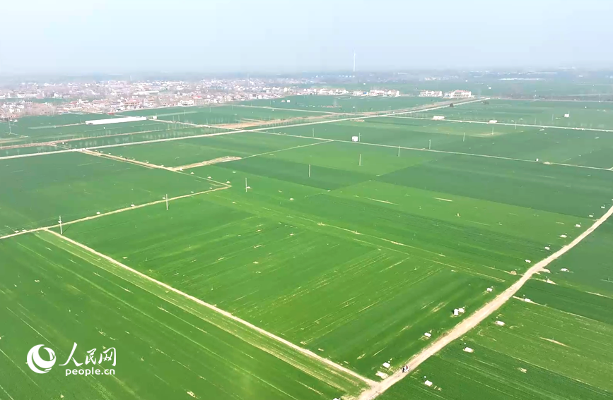 中原沃野，麦苗起身拔节，生机勃发。人民网记者 尚明桢摄