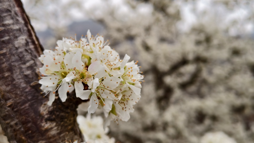 李子花开盛景。王青伟摄