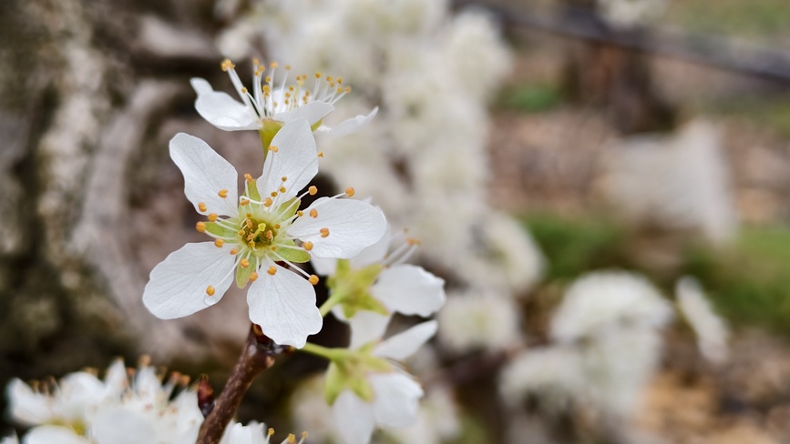 李子花开盛景。王青伟摄
