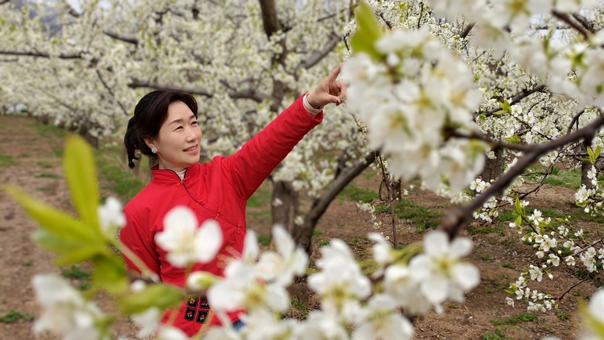 游客在柳林村李子花基地赏花。 王青伟摄