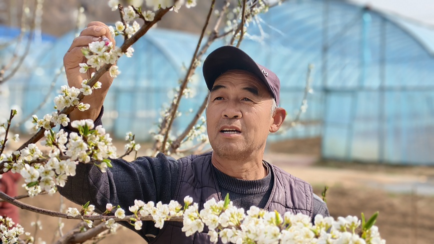柳林村农技人员正在给李子树授粉。王青伟摄