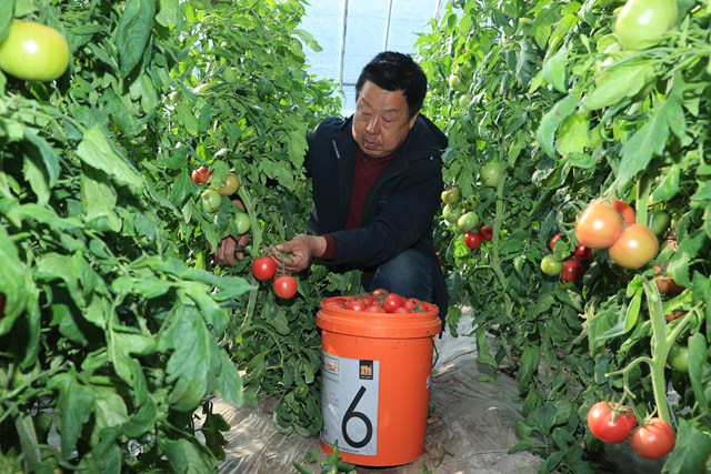 刘保军祝正在采收西红柿。李东强摄