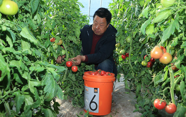 “只要摘得下 就能卖得出”