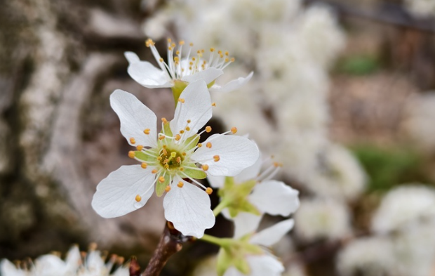 李花漫野春潮涌