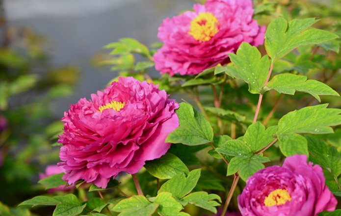 洛阳牡丹初绽放