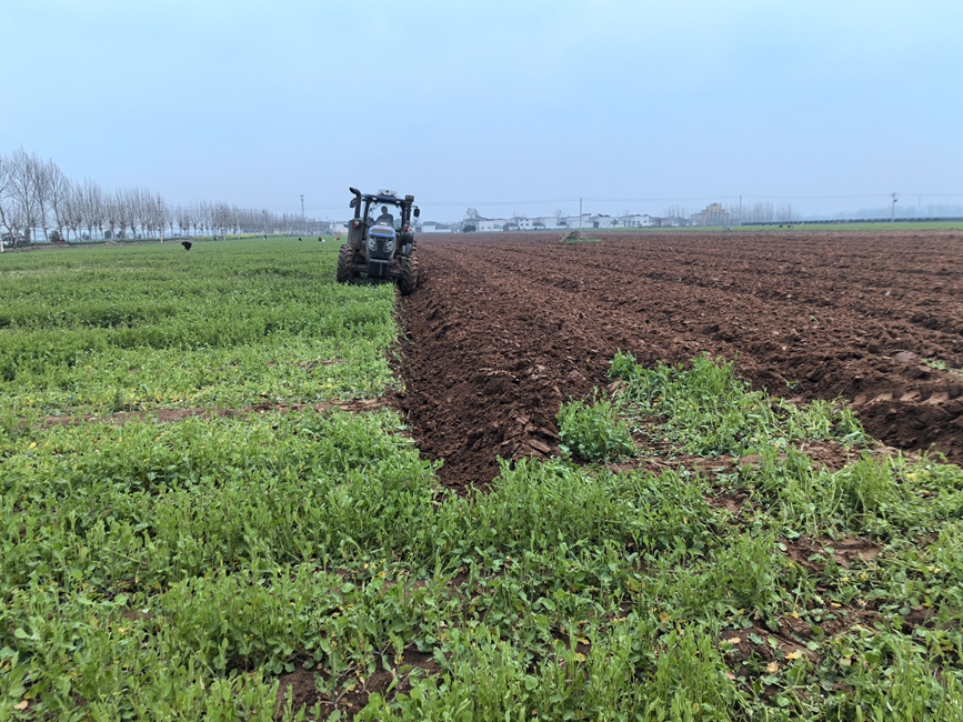 许昌市建安区蒋李集镇李士坊村的预留烟田正在进行绿肥掩青。赵凯摄