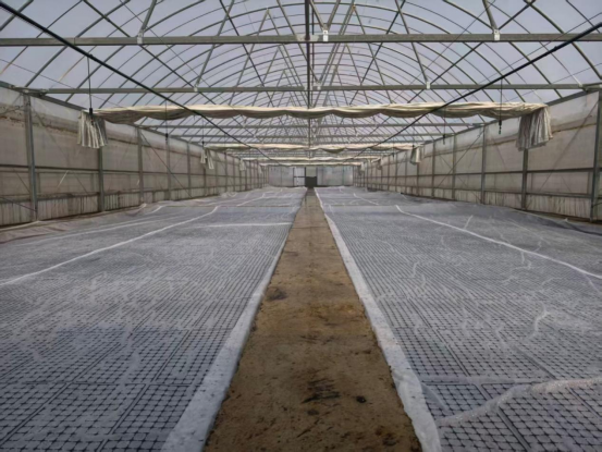 图为水压问题解决后正在进行喷雾的大棚。刘晋嘉摄