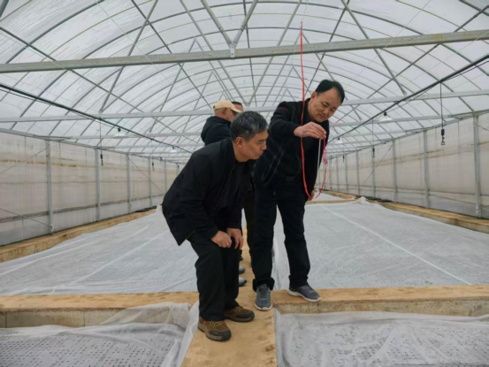 小界烟站职工正在检查植物灯试验棚的温度。刘晋嘉摄